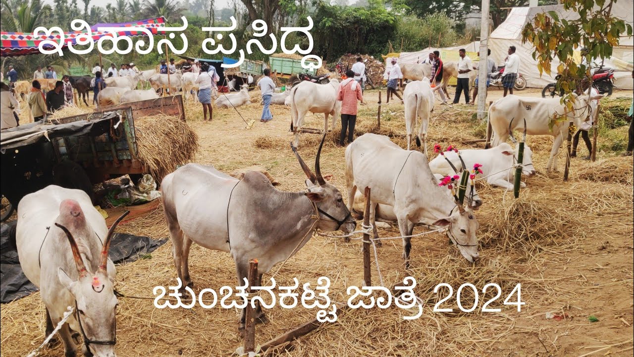 ಚುಂಚನಕಟ್ಟೆ ದನಗಳ ಜಾತ್ರೆ 2024 ಪ್ರಾರಂಭ