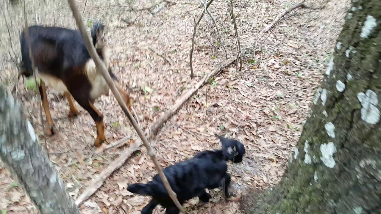 Baby Poe learns to spronk!