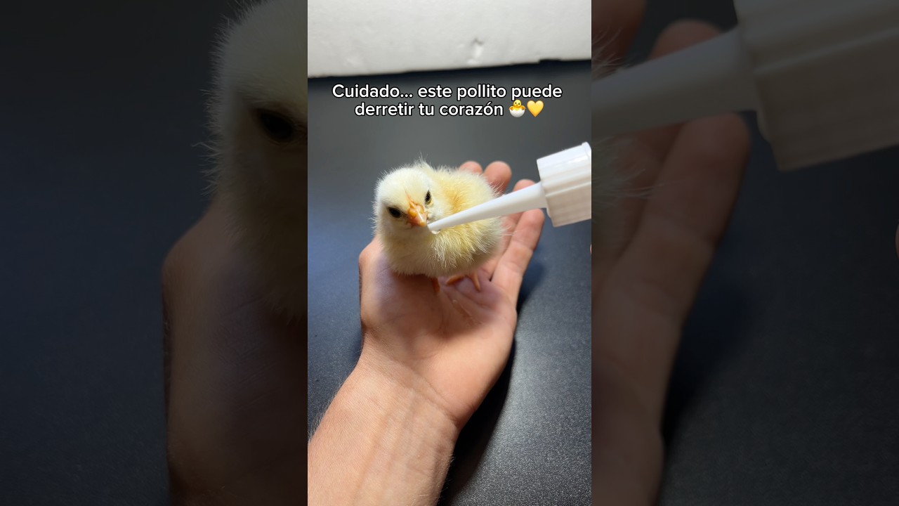 Este pollito puede derretir tu coraz&oacute;n 🐣💖