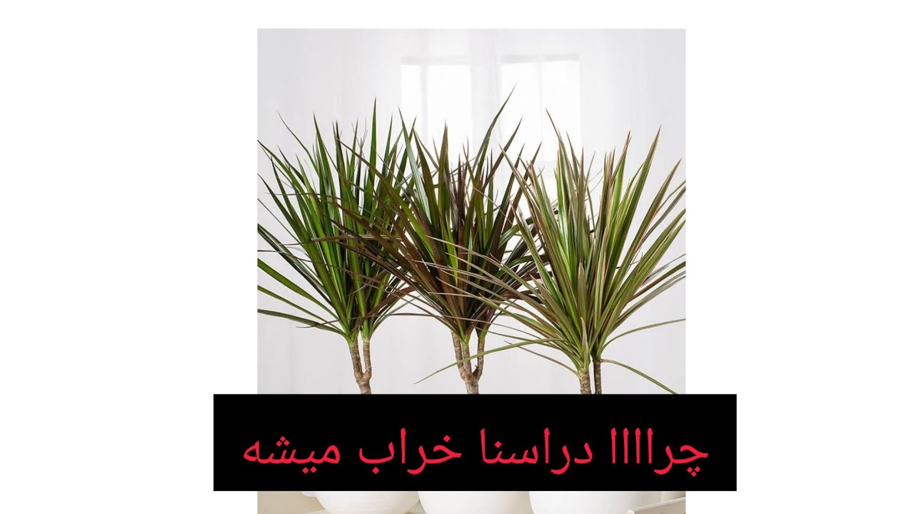 ویزیت و نگهداری دراسنا پرچمی