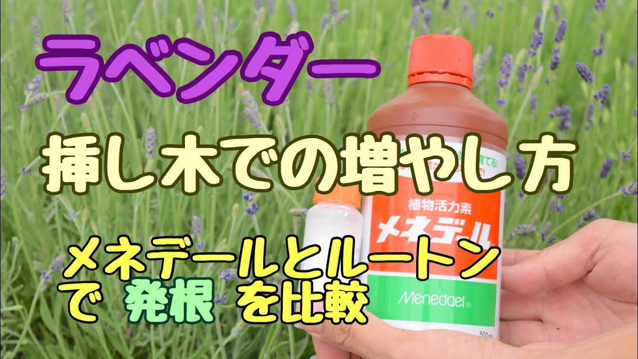 【ラベンダー】生産者が教える！挿し木で増やす！メネデールとルートンで発根率を比較！挿し木の基本的な管理も教えます！
