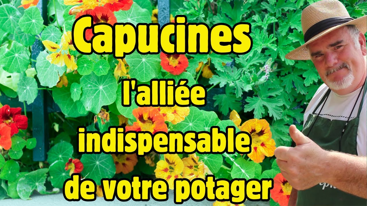 Comment cultiver les CAPUCINES?