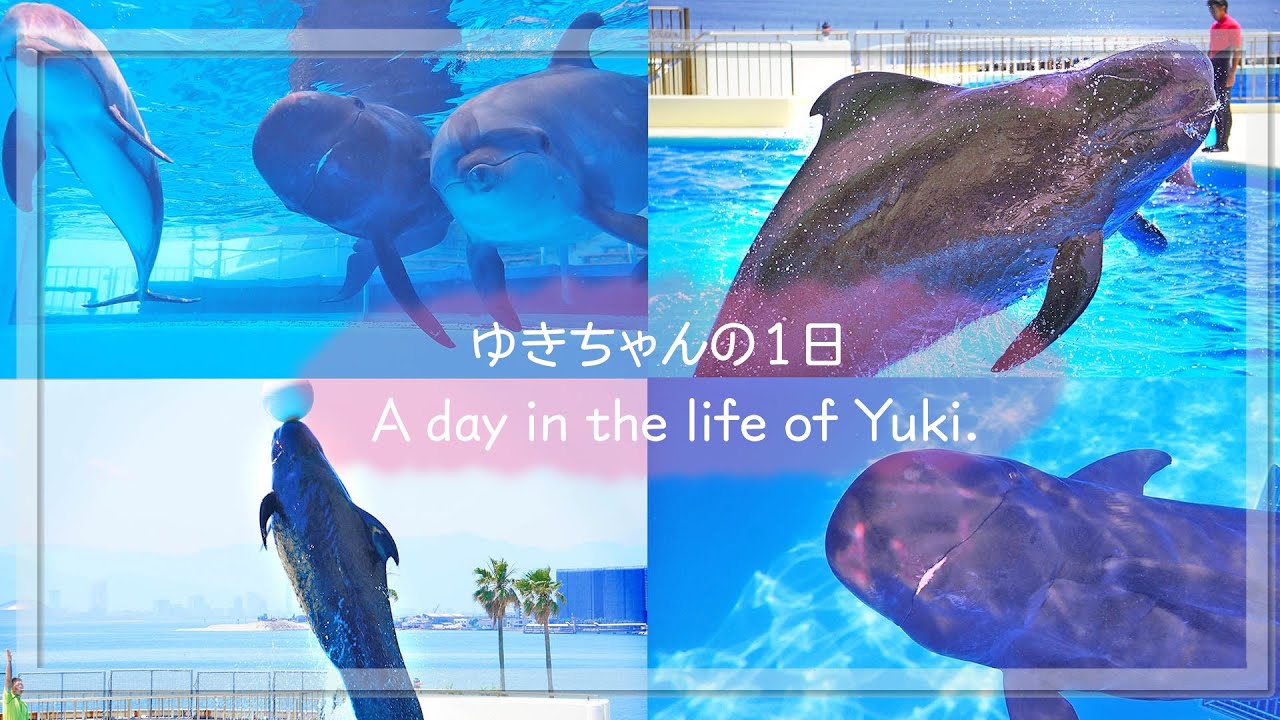 ユキちゃんの1日