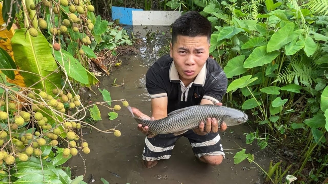 Cutting Yams, Catching Fish in Flooded Fields, Then Bathing the Village Way