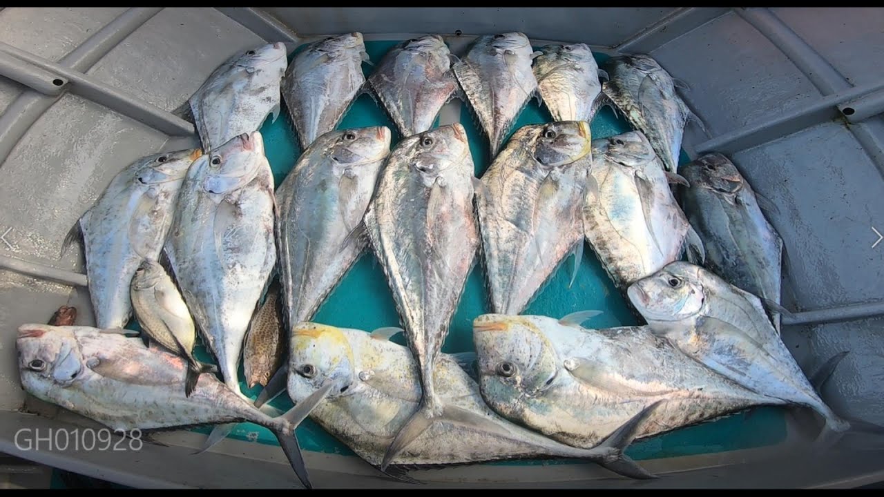 Light Jigging Ebek Diamond Trevally Kelantan - Akhir Tahun 2021