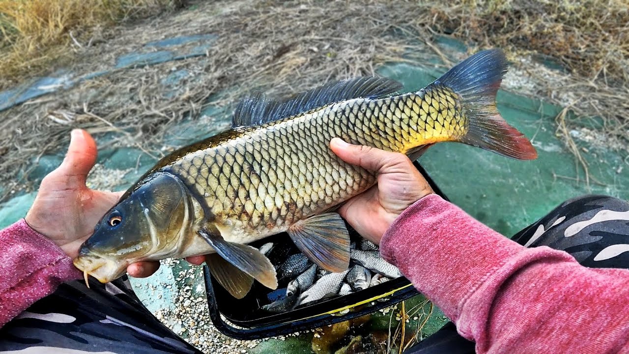 PESCUIT LA CRAP SI CARAS LA PLUTA LA VIERMUSI O PARTIDA SCURTA DE TOAMNA #pescuit #pescar #fishing