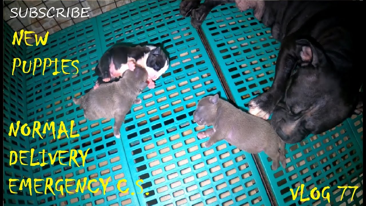 GIVING BIRTH NORMAL DELIVERY & EMERGENCY CAESAREAN SECTION AMERICAN BULLY DOG | DON RAIDER VLOG 77