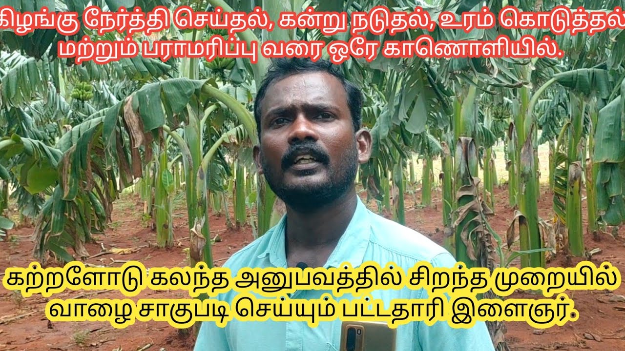 💫செவ்வாழை கிழங்கு நேர்த்தி செய்வது முதல் அறுவடை வரை முலுத்தகவல் #agriculture #bananatree#redbanana💢
