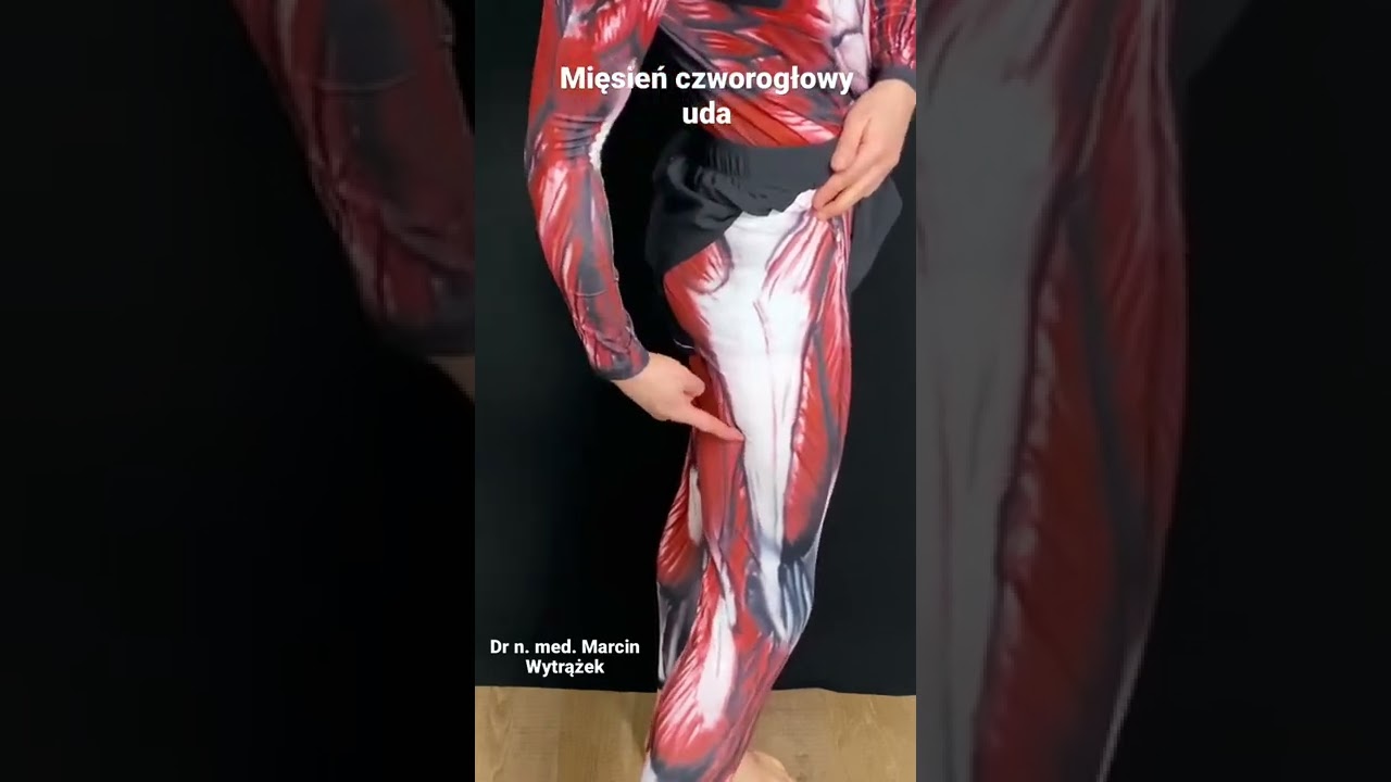 Mięsień czworogłowy uda - palpacja - dr n. med. Marcin Wytrążek