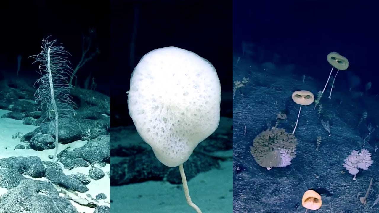 Hexactinellid species (glass sponges), Johnston Atoll