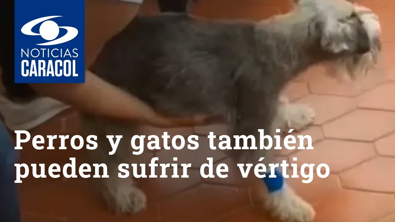 Perros y gatos también pueden sufrir de vértigo: ¿cómo saber si una mascota lo padece?