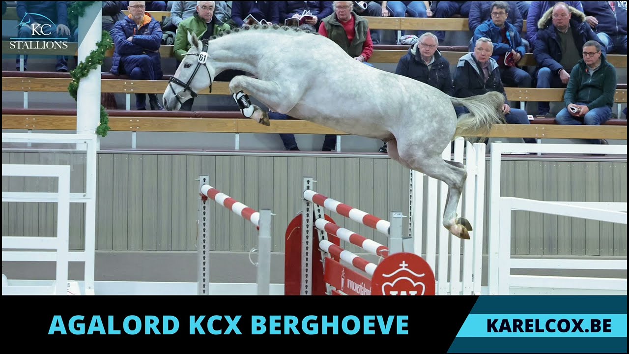 Agalord (Aganix du Seigneur x Mylord Carthago)