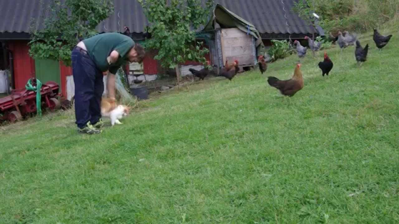 Kyllinger og h&oslash;ner her p&aring; farmen ogs&aring; katten Eivind da