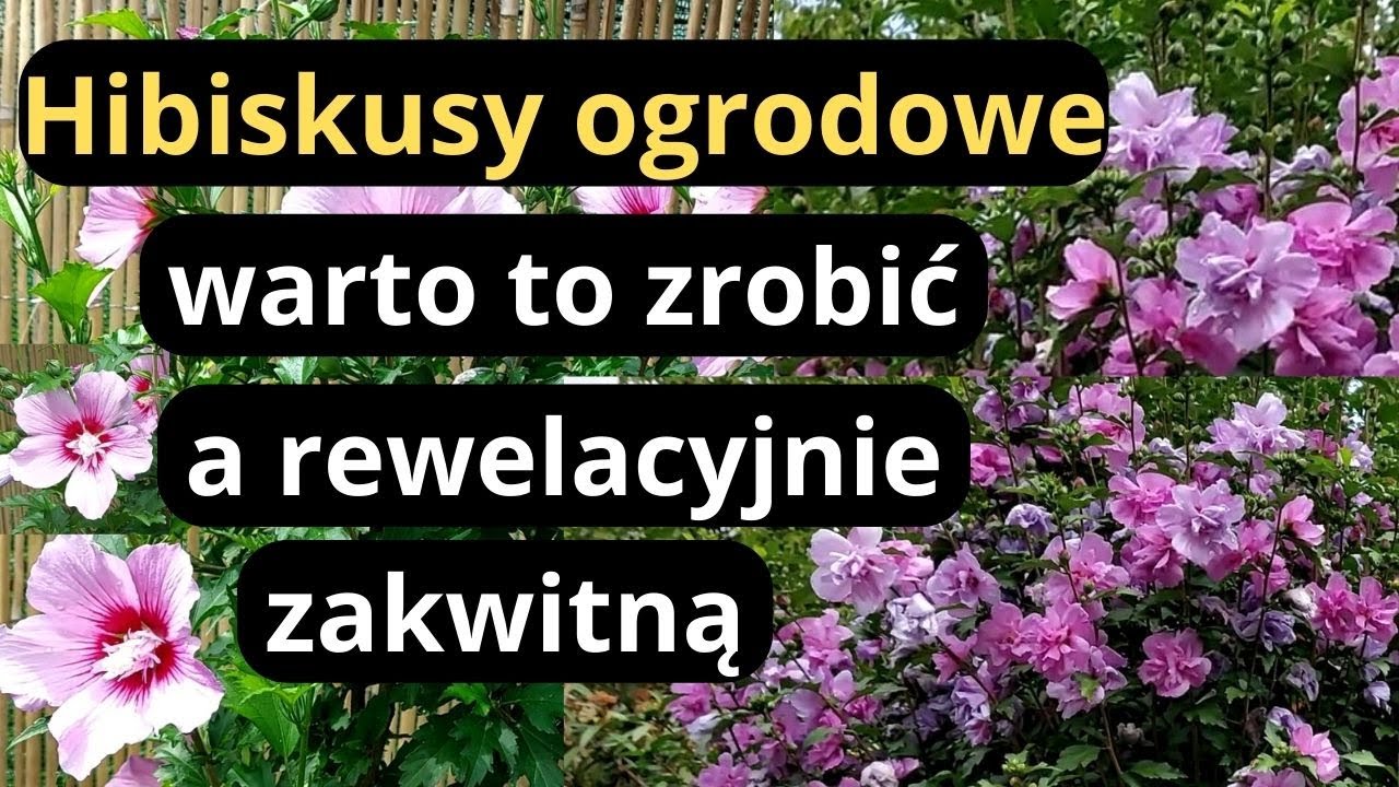 ГИБИСКУС - Сирийские розы, советы для пышного цветения, как придать гибискусу форму в саду.