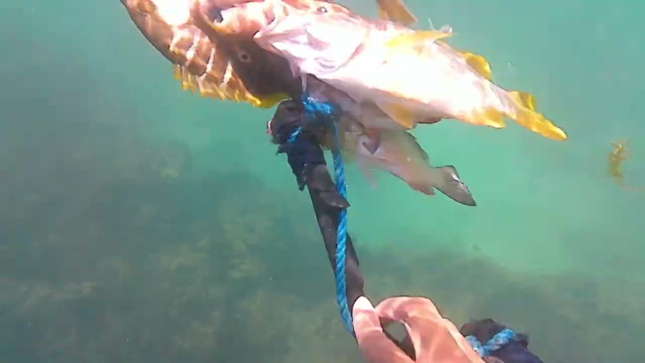 Fisherman storytime//spearfishing for food//must watch😂🔥