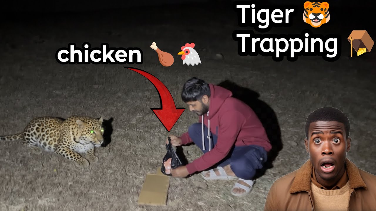 शेर 🦁को खोजने गये तेंदुआ 🐯मिल गया। we try to hunt a tiger with chicken 🐔 
