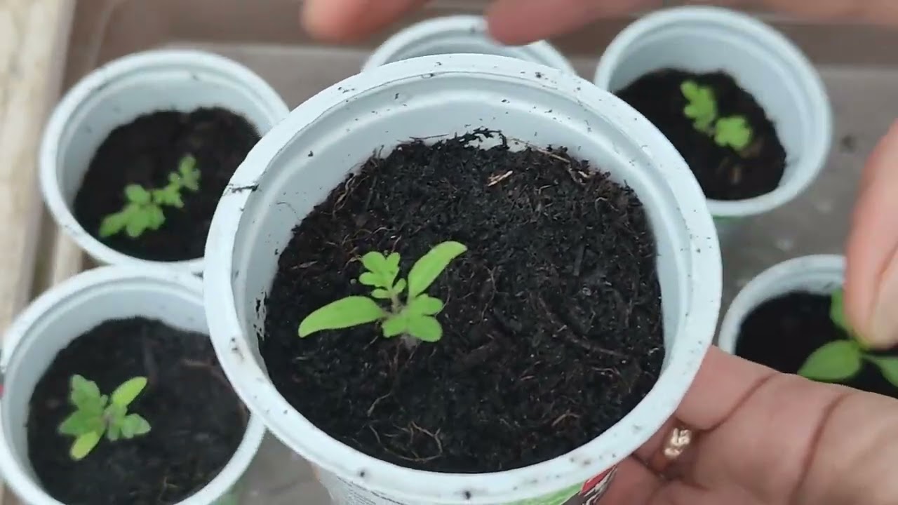 Zimmertomaten/pikieren