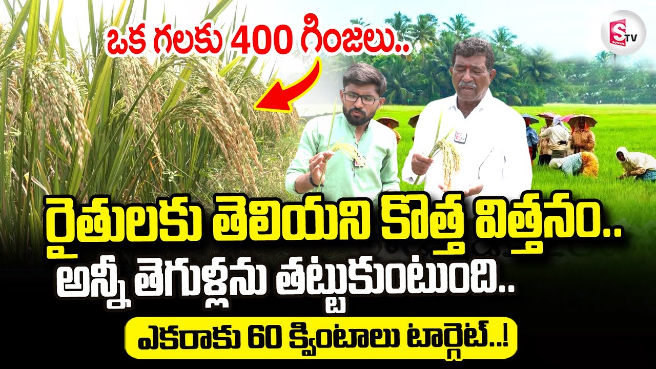 రైతులకు తెలియని కొత్తరకం విత్తనం | New Rice Seeds | Best Rice Farming | Agriculture Latest Updates