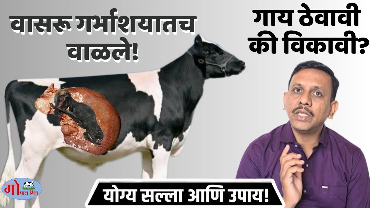 वासरू गर्भाशयातच वाळले ! गाय ठेवावी कि विकावी? योग्य साल व उपाय! mummification of fetus in cow