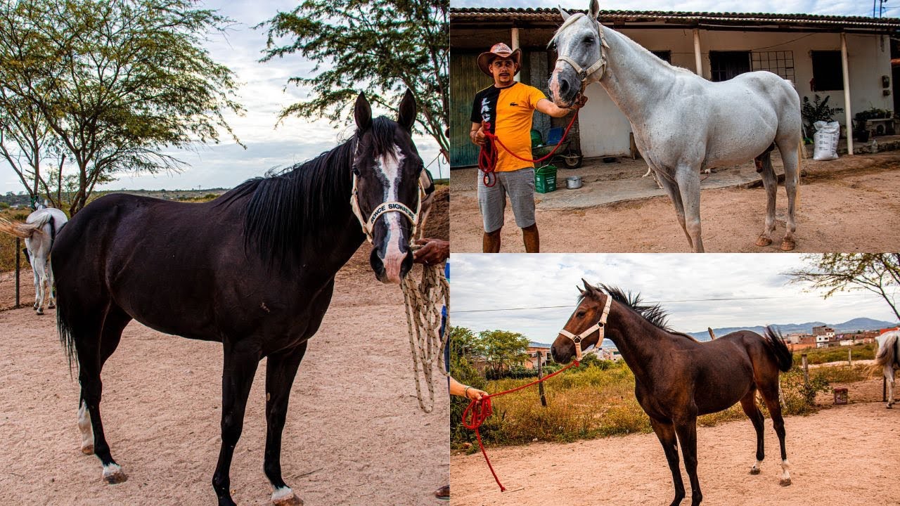 CAVALOS DE VAQUEJADA EM OFERTA Á VENDA COM NOSSO AMIGO PAULO!!