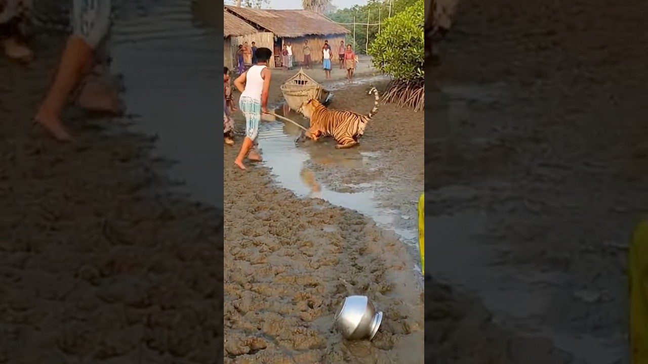 Terrifying Tiger Attack in a Sundarban Village 😱🐅
