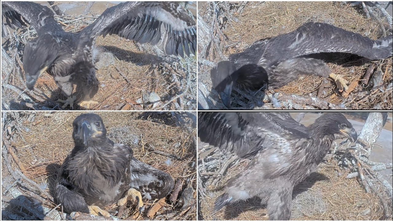 SWFL EAGLE CAM 2026.2.3 😄E26 is moving about actively inside the nest.