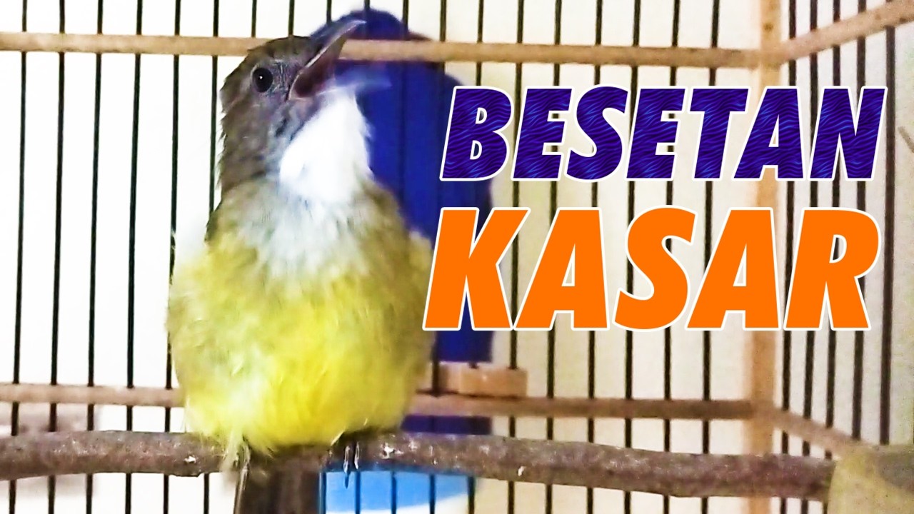 MASTERAN CUCAK JENGGOT GACOR FULL TEMBAKAN SUPER KASAR COCOK UNTUK MURAI BATU