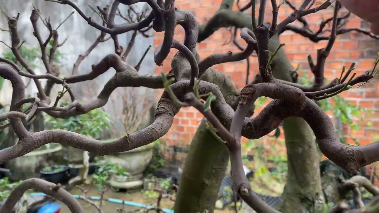 Tiếp tục làm dăm cho cây khế, tác phẩm đầu tay chơi bonsai