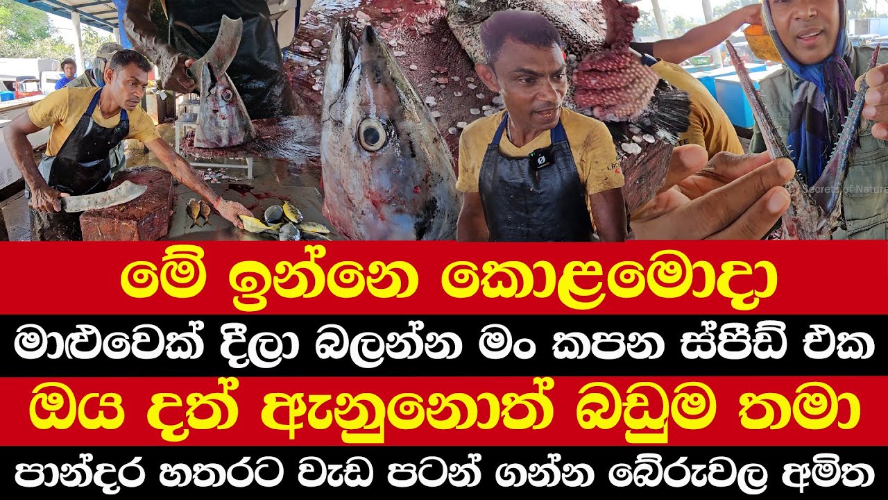 මේ ඉන්නෙ කොළමොදා | මාළුවෙක් දීලා බලන්න මං කපන ස්පීඩ් එක | ඔය දත් ඇනුනොත් බඩුම තමා | රසම කොටස බඩවත
