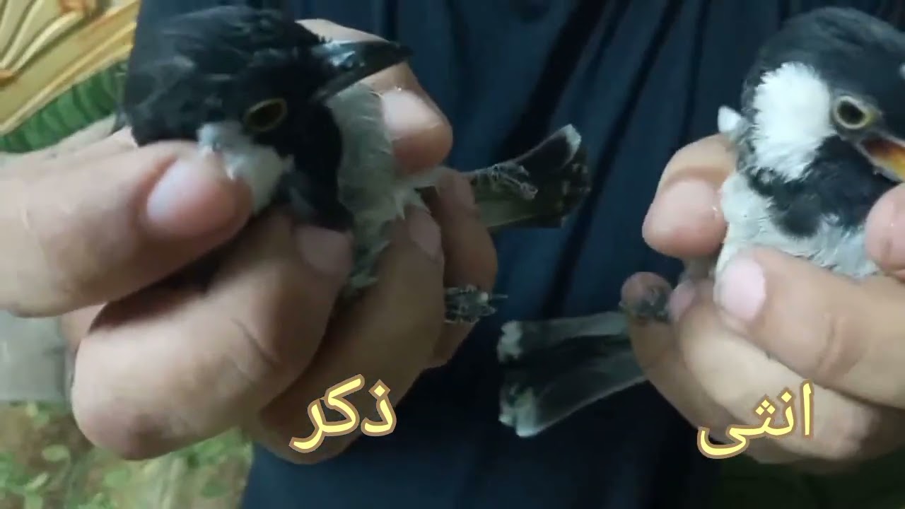 #الفرق بين الفحل والنثيه بلبل العراقي ابيض الخدين