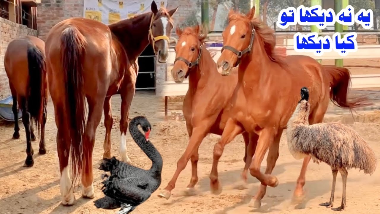 Akram dairy farm Kaso | Most Beautiful Horses 