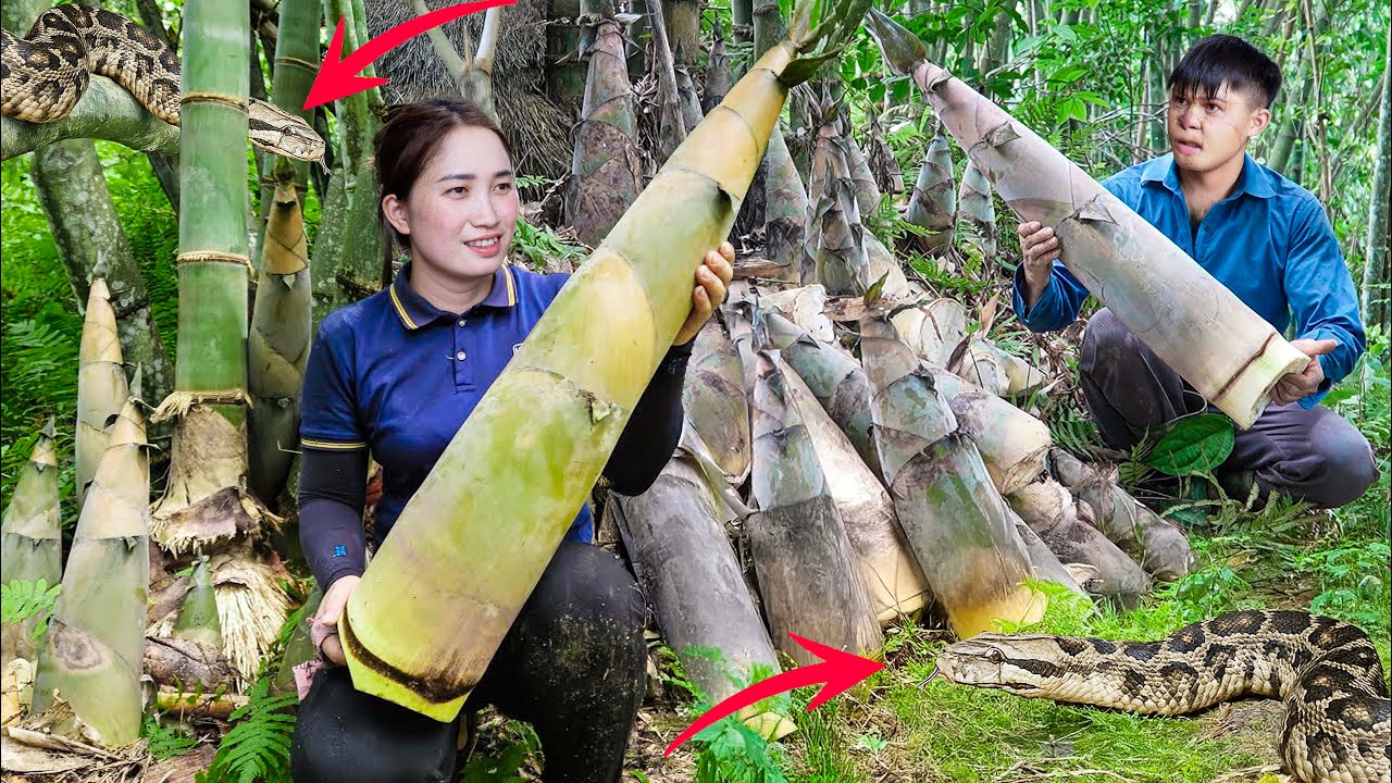 299 Days Harvesting 100+ kg Giant Bamboo Shoots Go to Market Sell | Anaconda Attack | Lý Thị Hoa