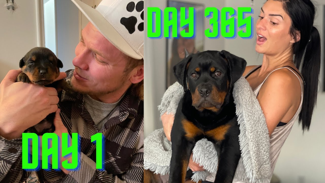 Baby Rottweiler To Full Grown in 20 Minutes