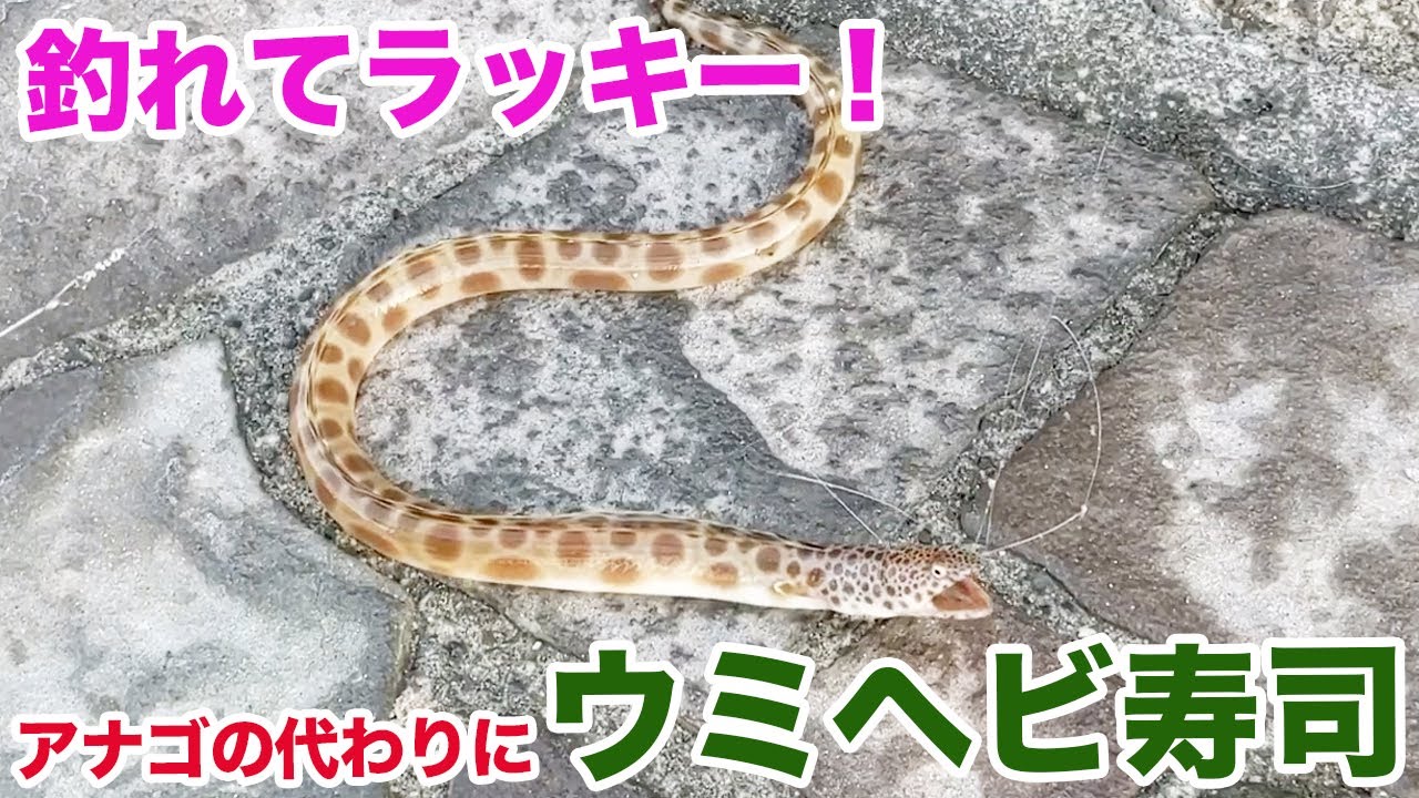 運良く釣れたウミヘビで、アナゴの代わりにウミヘビ寿司