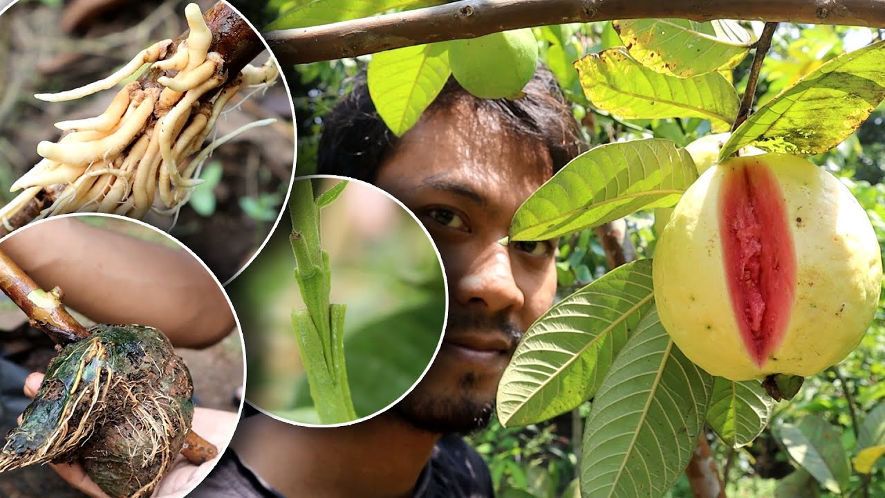 I love Guava, This is 3 Idea To Growing Guava Plant