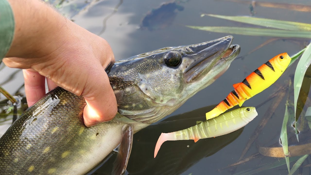 Szczupaki na cannibala z małej rzeki # Łowienie gumami savage gear # Spining jesienią