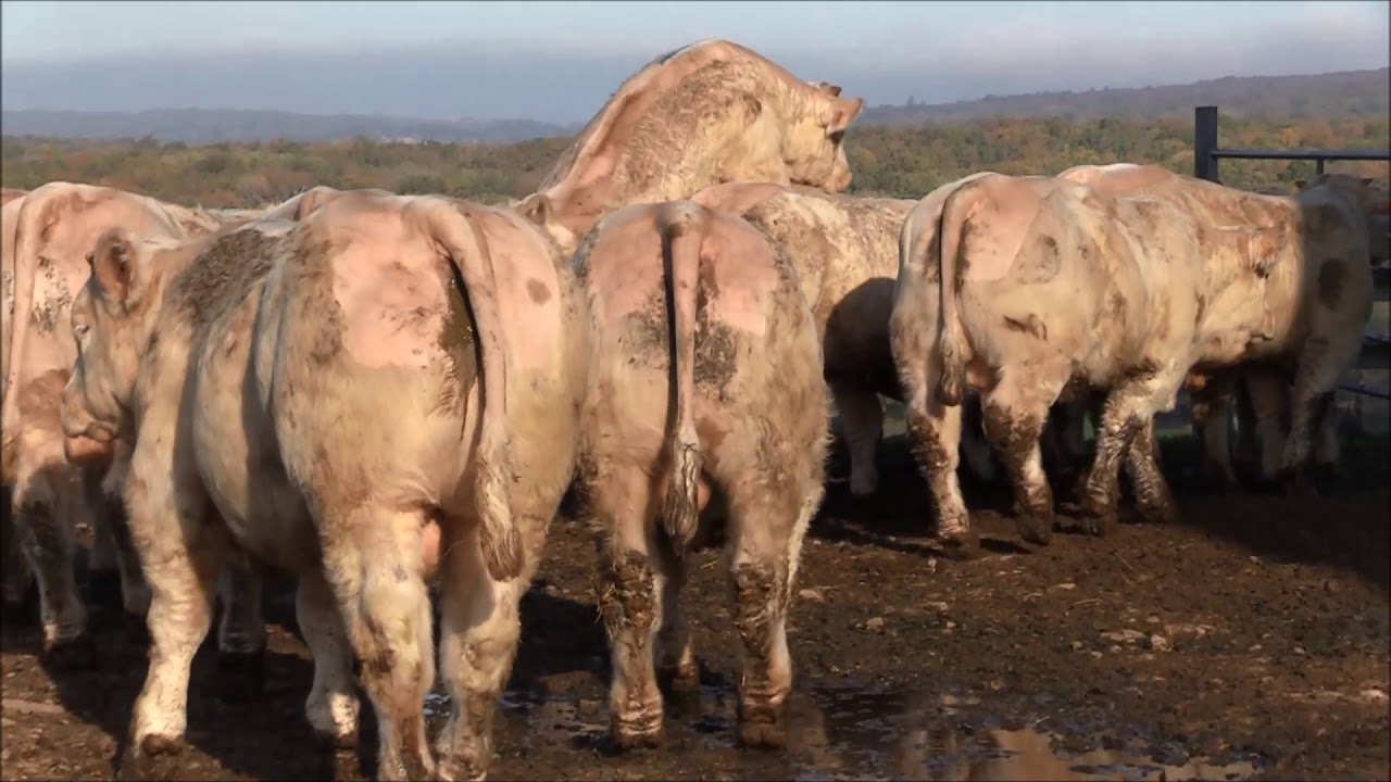 VENTE VIDEO DE 76 BROUTARDS CHAROLAIS A SICAFOME LE MARDI 10 NOVEMBRE 2020