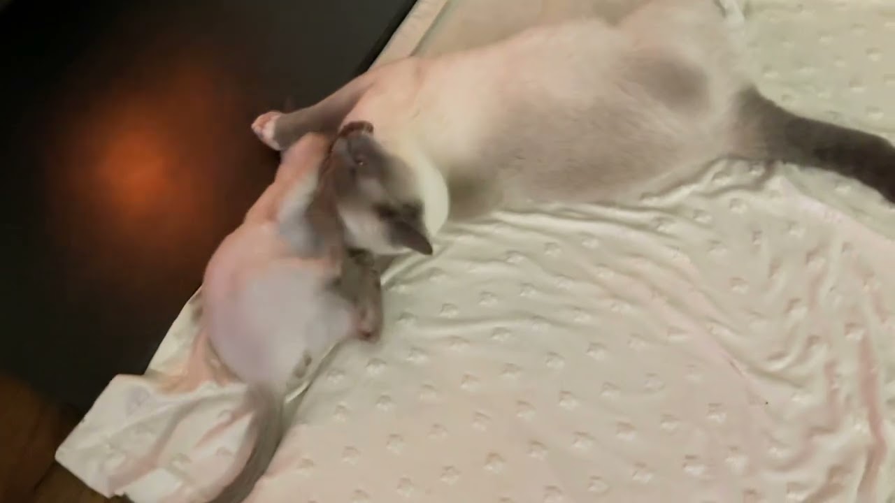 Siamese kitten playing with Ragamese cat