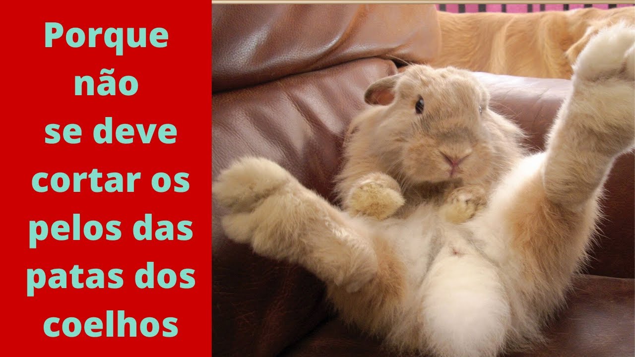 Porque não se deve cortar os pelos das patas dos coelhos