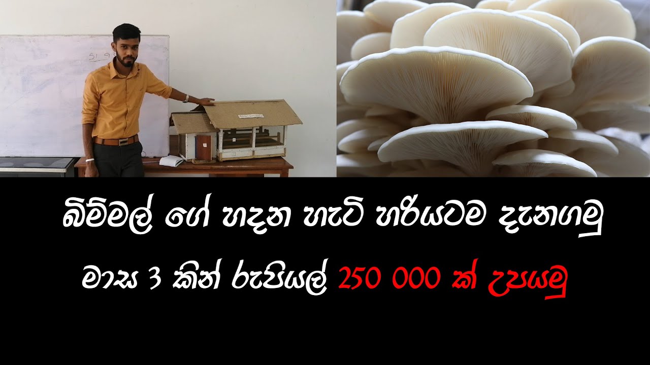 Bimmal Wagawa-Mushroom Hut