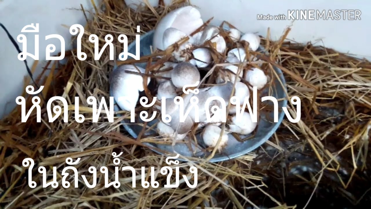 มือใหม่ หัดเพาะเห็ดฟาง ในถังน้ำแข็ง