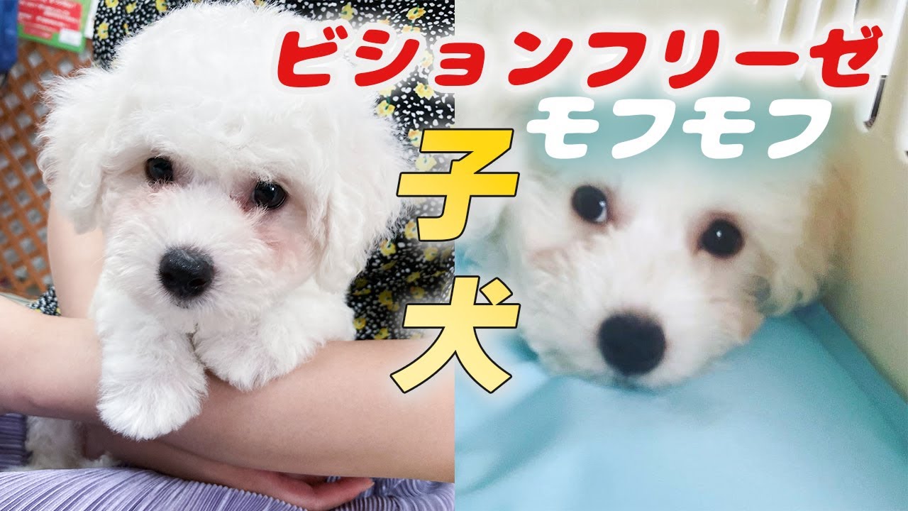 【子犬】ビションフリーゼの子犬時代を振り返ってみた
