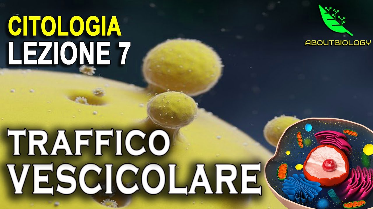 Il TRAFFICO VESCICOLARE -Citologia Lezione 7