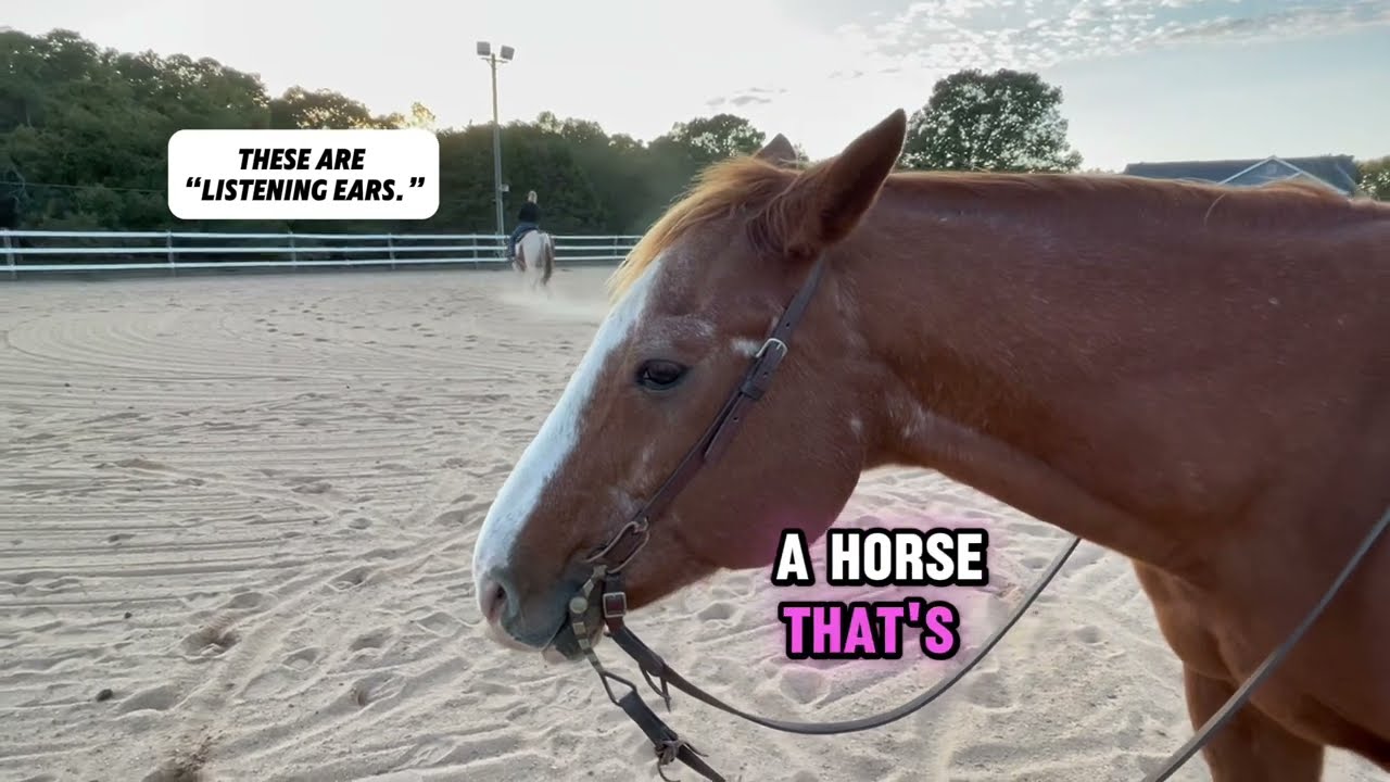 Pay close attention to this one little thing horses do to be able to predict their behavior!