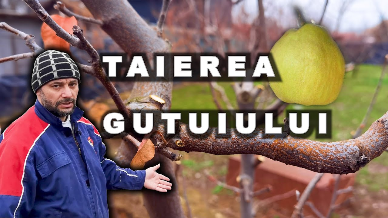 Experiență: Tăierea Detaliată a unui Gutui Bereczki