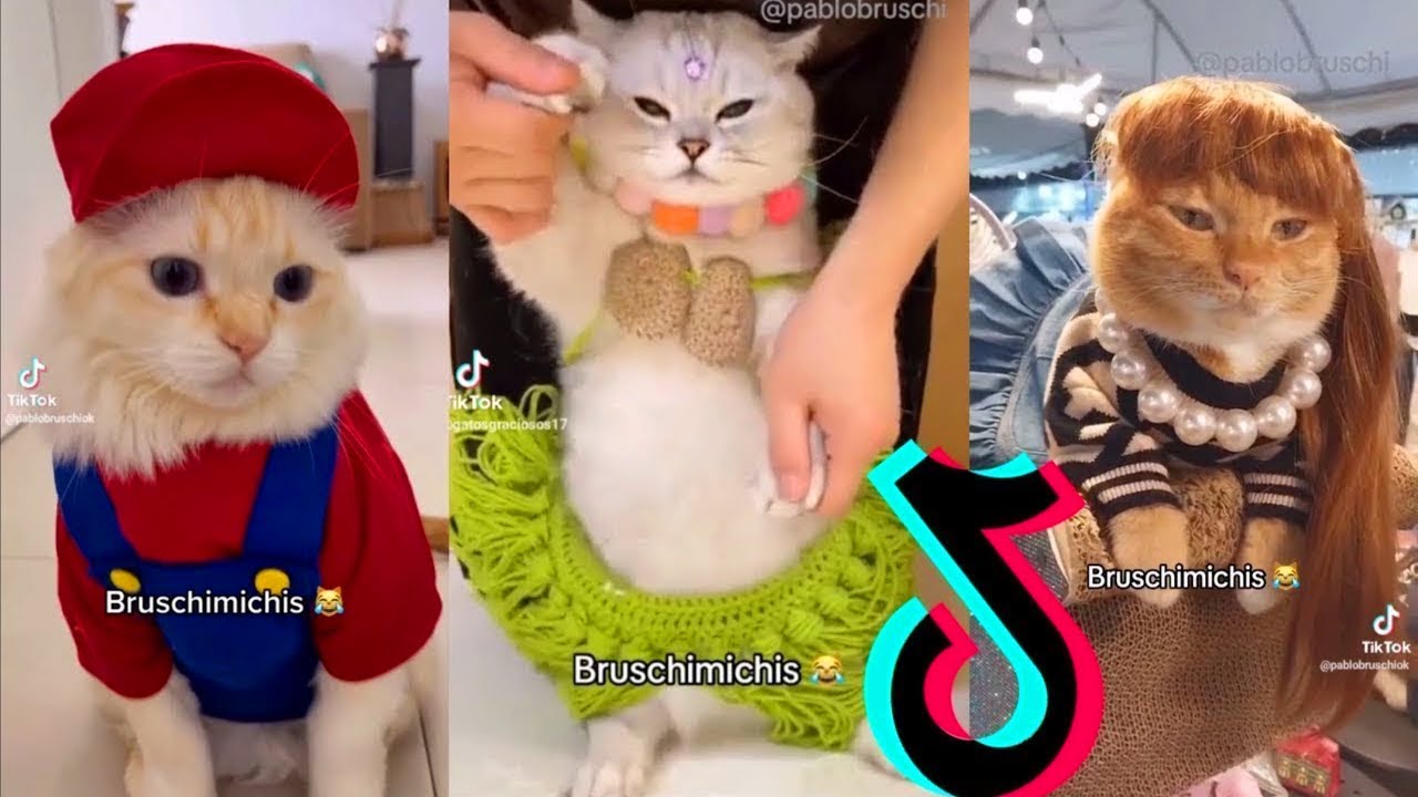 BRUSCHIMICHIS 😹 | 11 Horas De Gatos Graciosos y Divertidos 🐱🔥 | R&iacute;e Sin Parar