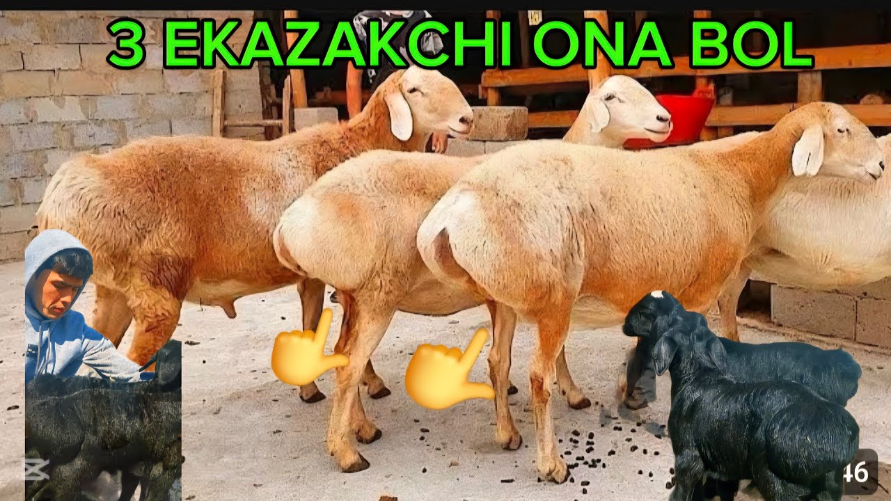 1750migdan qŏzi NAQ 2 3 KUDA TUĞADIGAN BŎĞOZ SOVLIQ 3EKAZAKCHI ONA BOL 500ARZON