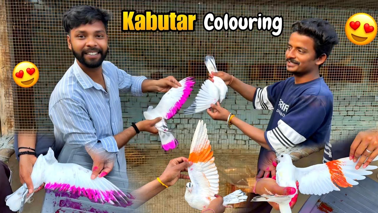 Aj Mini Zoo Ke Kabutaro Par Colour Kiya 😍 || सब से ससते तरीके से कबूतरों पर कलर किया |