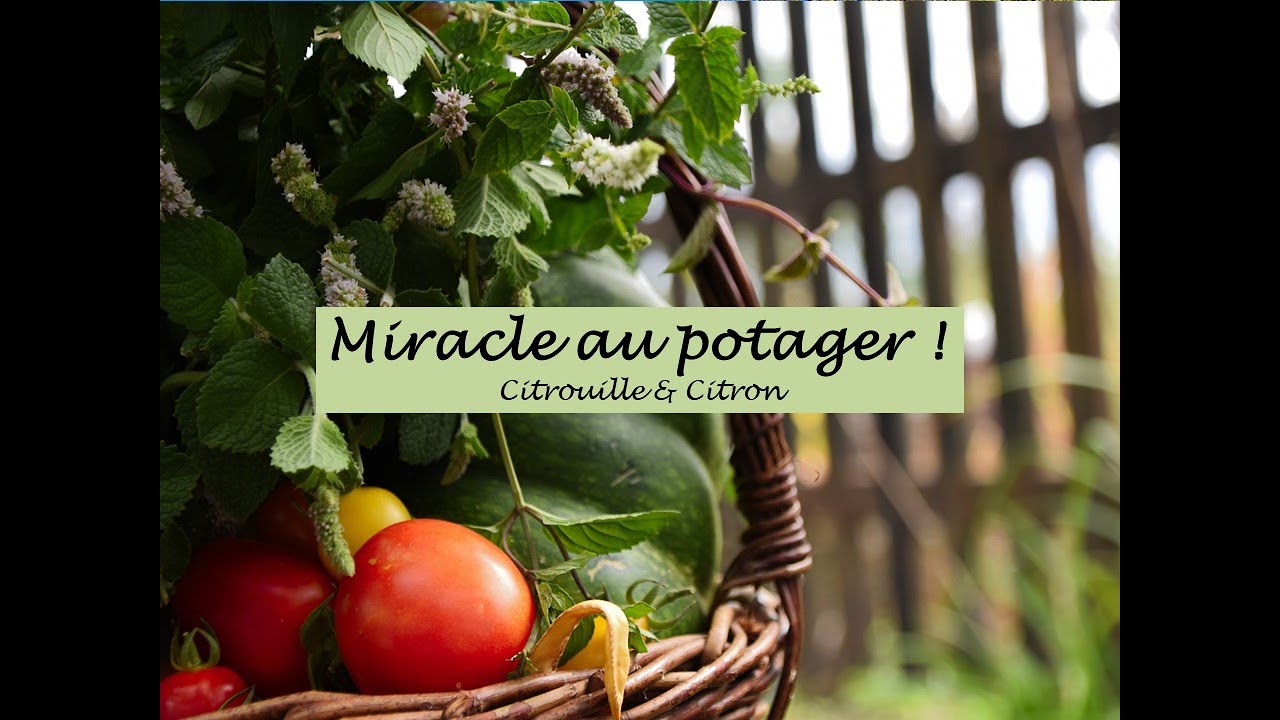 Miracle au potager ! | Bienvenue au jardin !
