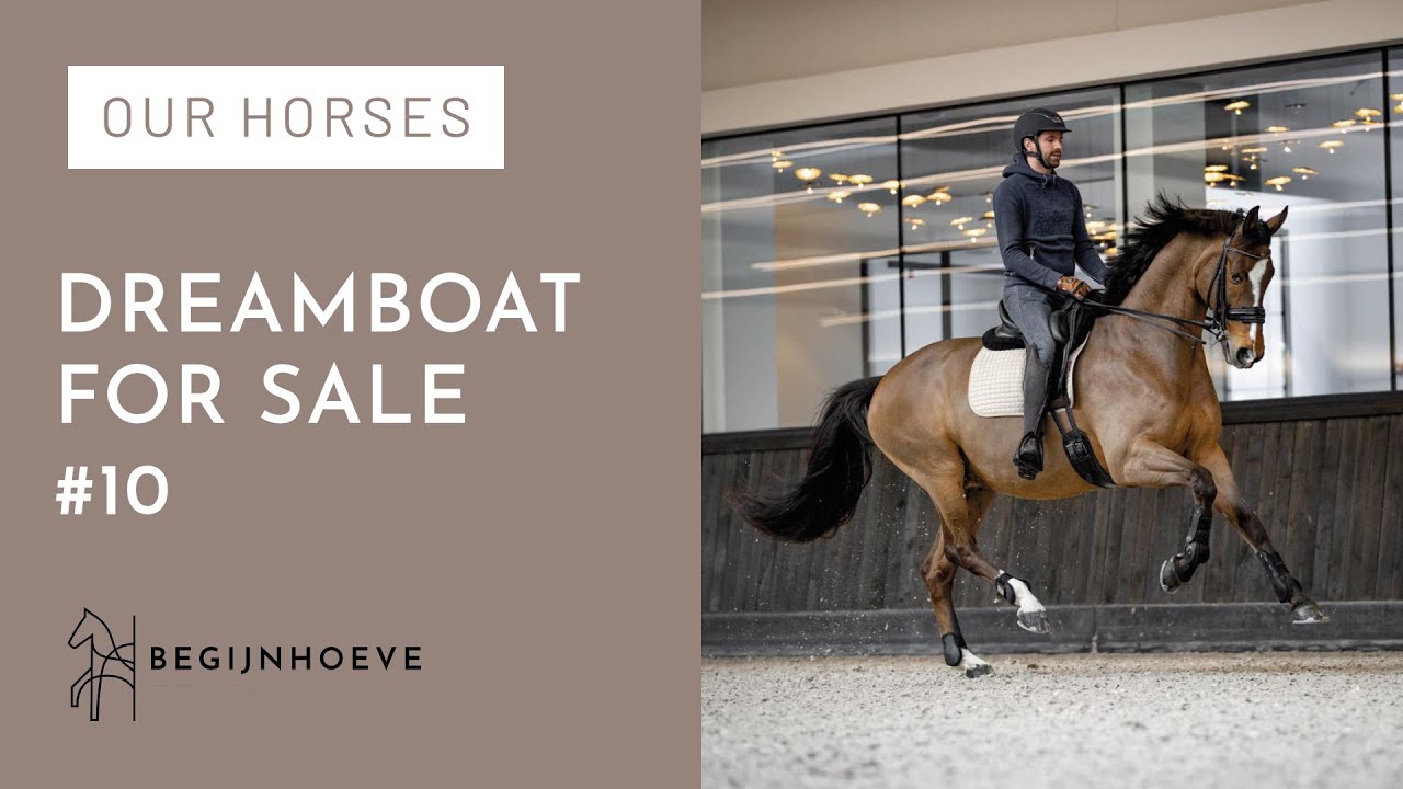 Talented Grand Prix Horse Dreamboat For Sale | Begijnhoeve | Meet Our Horses #10